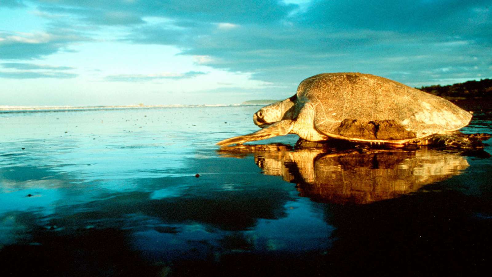 The Blue Planet : Making Waves