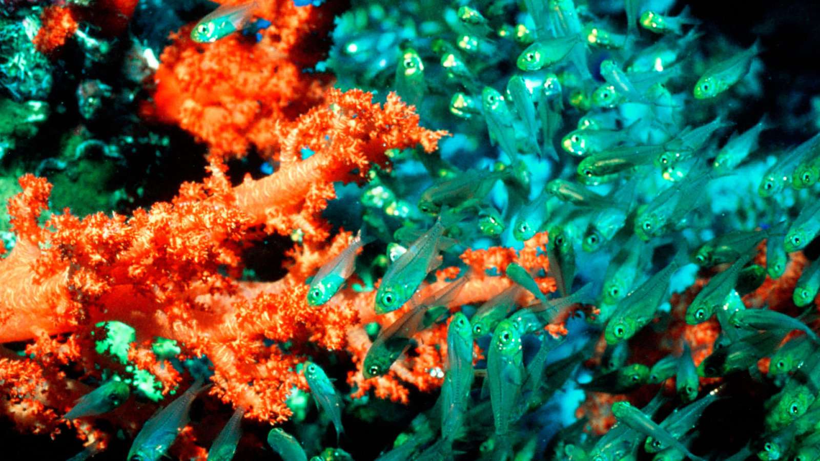 The Blue Planet : Coral Seas