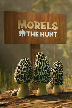 Morels : The Hunt