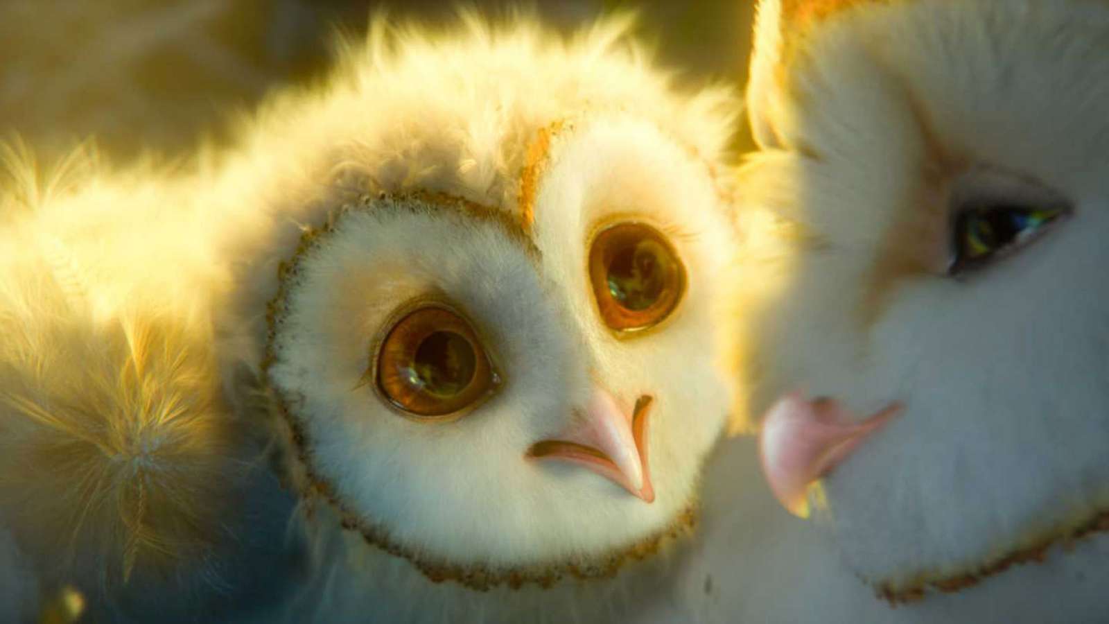 owl-carousel-video-image