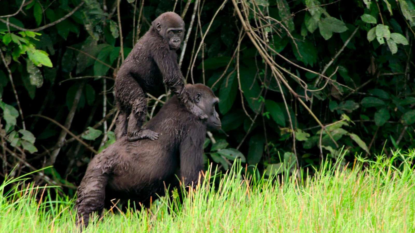 Our Planet : Jungles