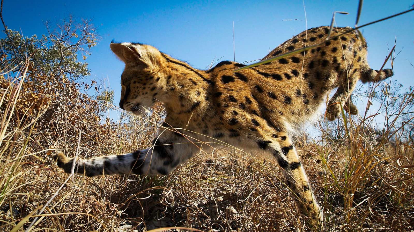 Planet Earth II : Grasslands